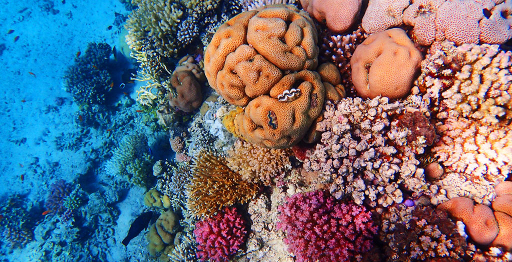 ブルーカーボンとしてのサンゴ礁 – CORERAL