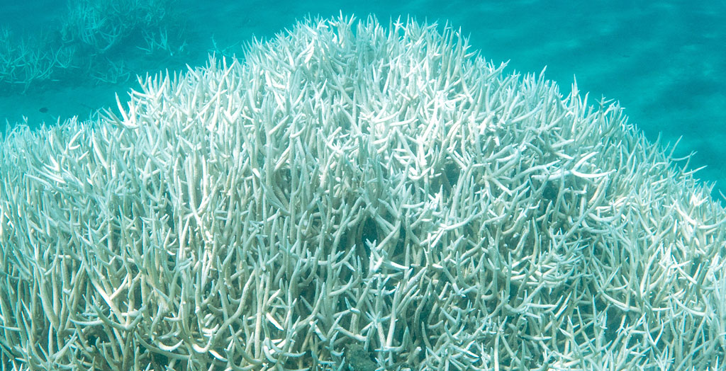 白化した枝サンゴの群落