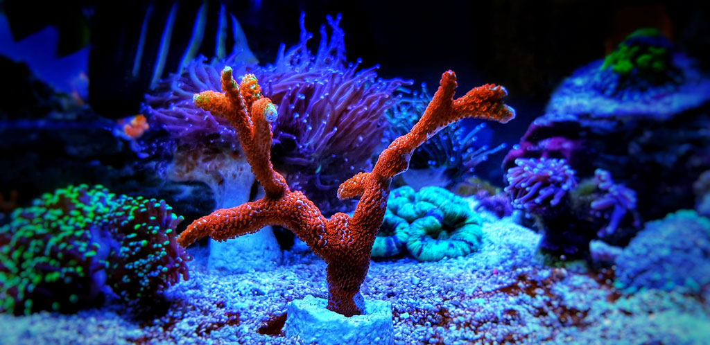 天然 特大 白化サンゴ 珊瑚 白サンゴ 菊目石 園芸 水草 アクアリウム